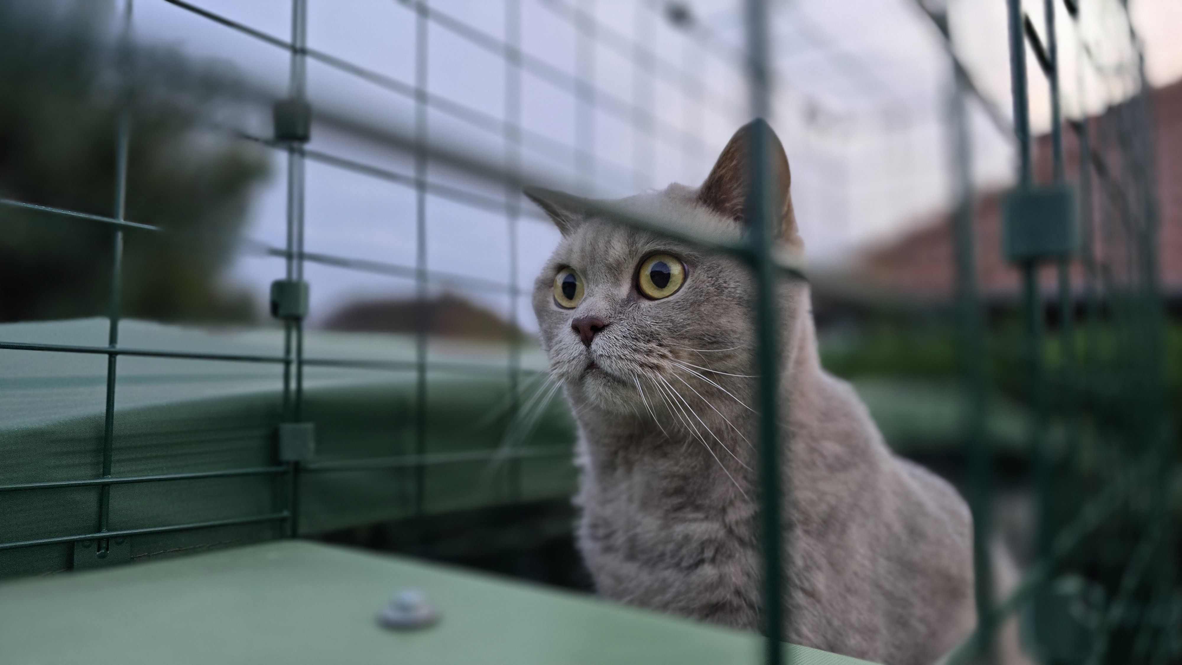 Kater Ben sitzt am Turmaufgang des Omlet-Tunnels im Katzengehege und schaut aufmerksam nach draußen