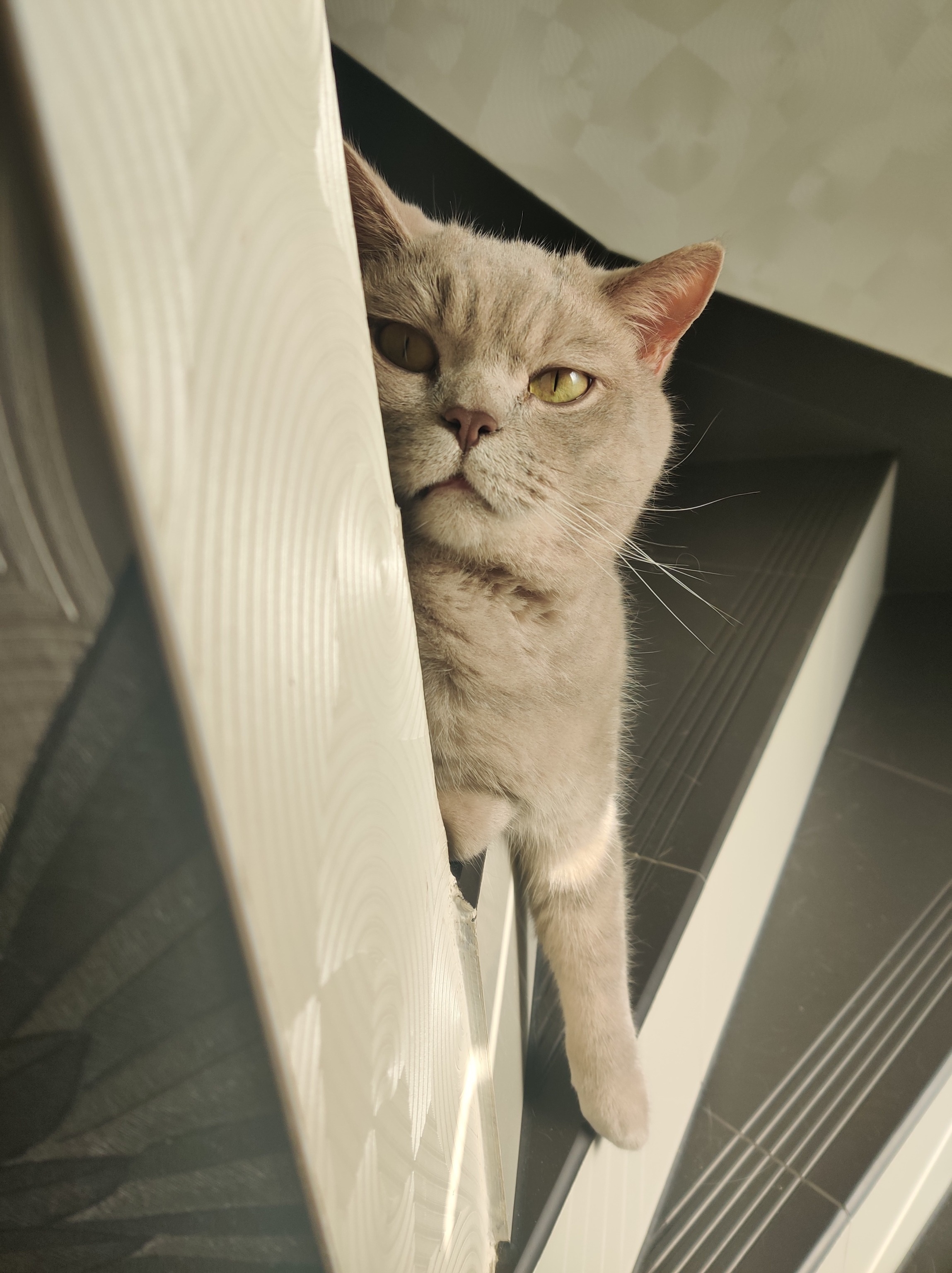 Kater Ben schaut zwischen dem Treppengeländer hervor und streckt eine Pfote nach unten.