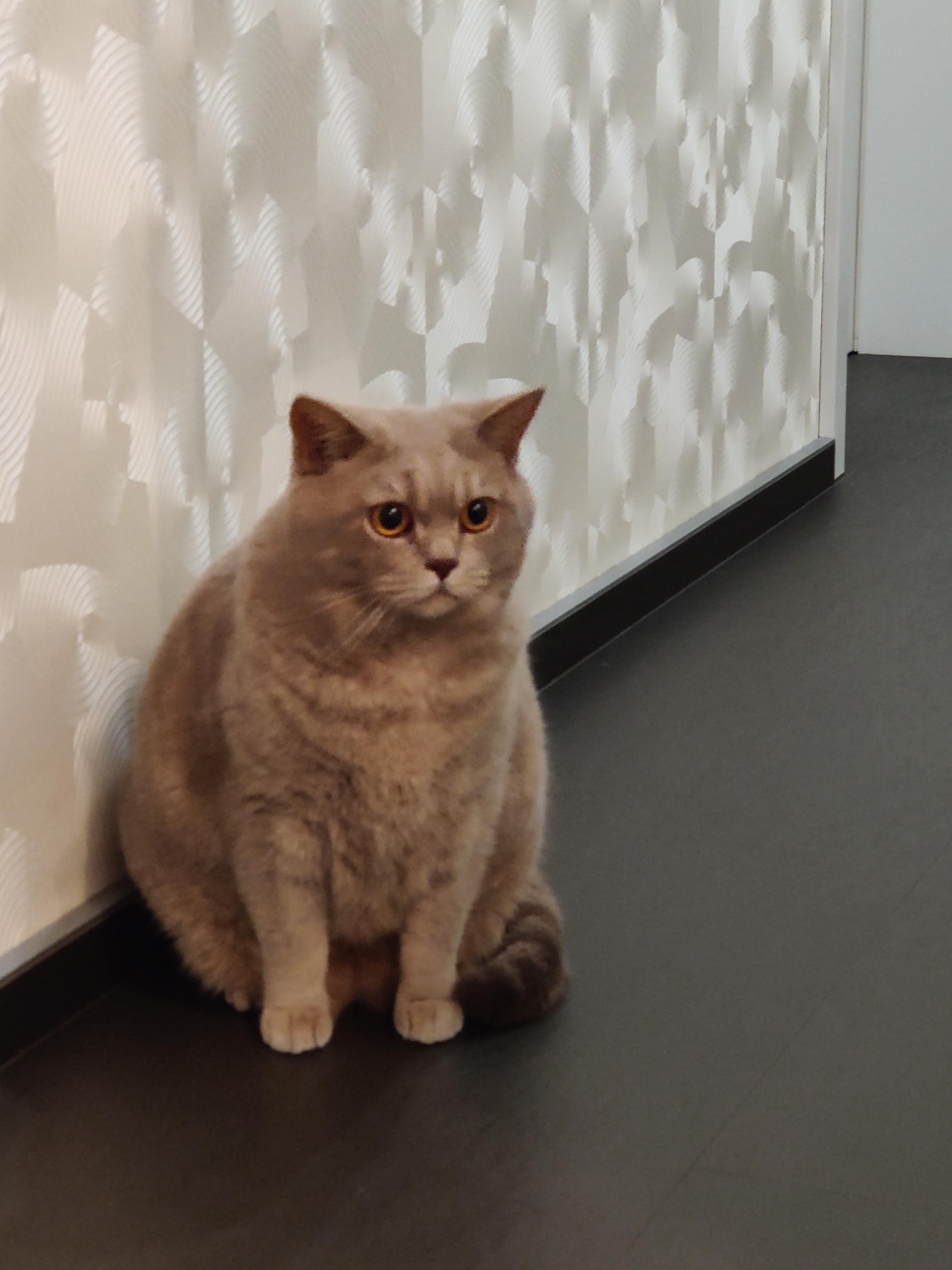 Übergewichtiger Kater Ben sitzt im Flur – Maerz 2022, Ausgangspunkt für Bens Diät und die Umstellung weg vom Trockenfutter.