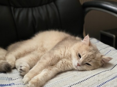 Kater Bert liegt entspannt auf einem Bürostuhl auf einer Decke.