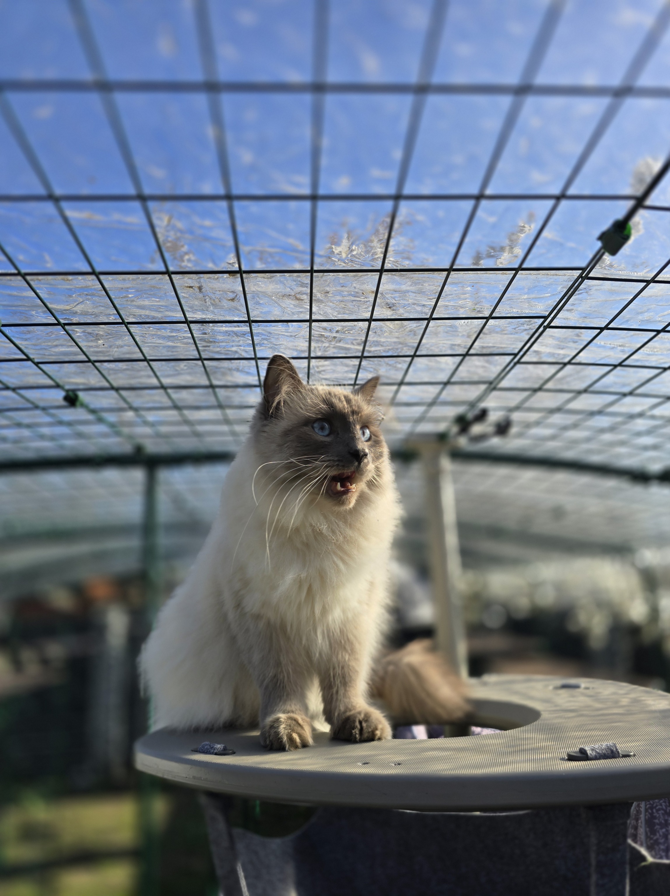 Ragdoll-Kater Blitz miaut auf einer Plattform des Omlet Freestyle Kletterbaums im Katzengehege unter einem Netz-Dach.