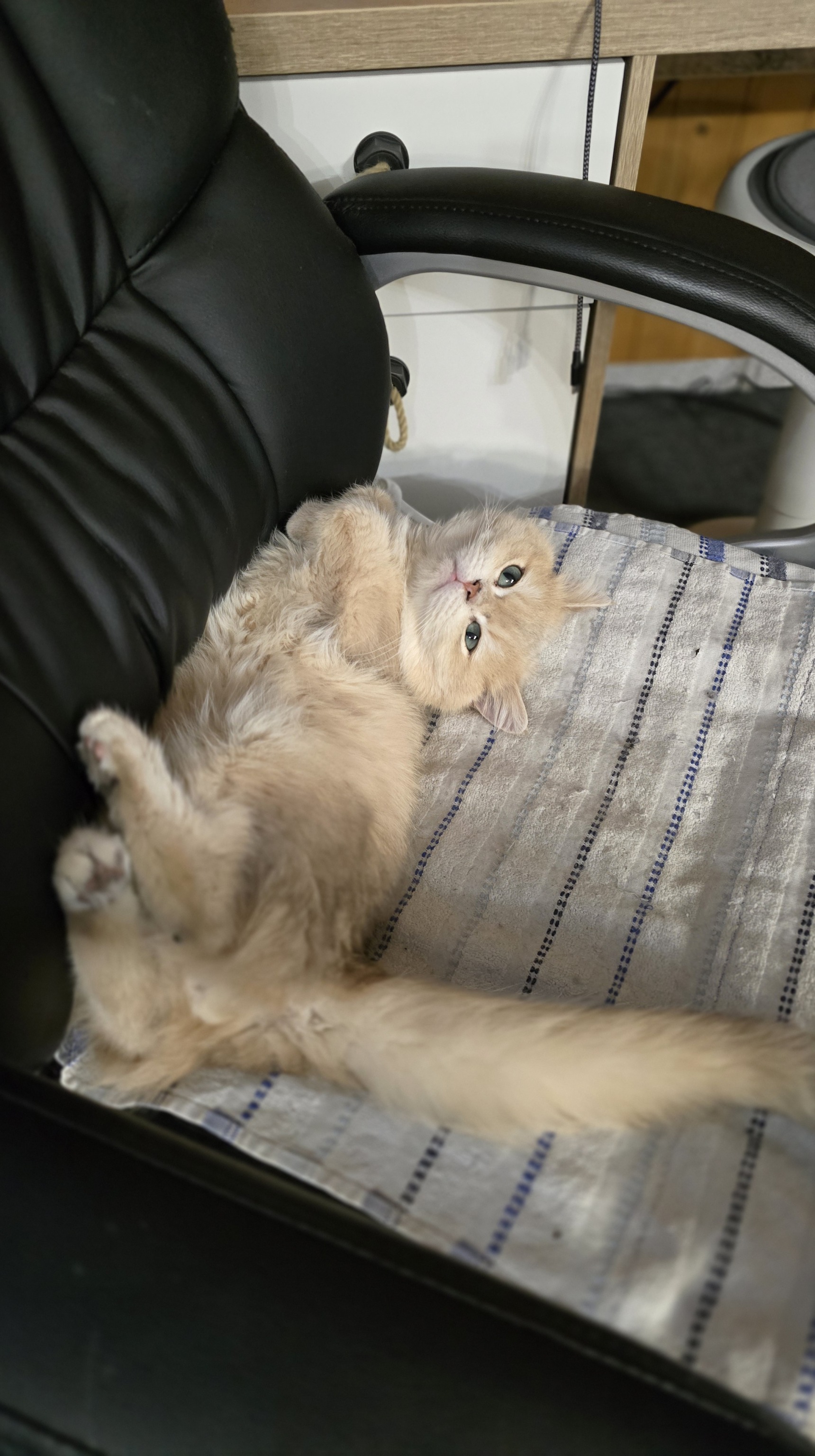 Kater Ernie liegt auf dem Rücken auf einem Bürostuhl und schaut in die Kamera.