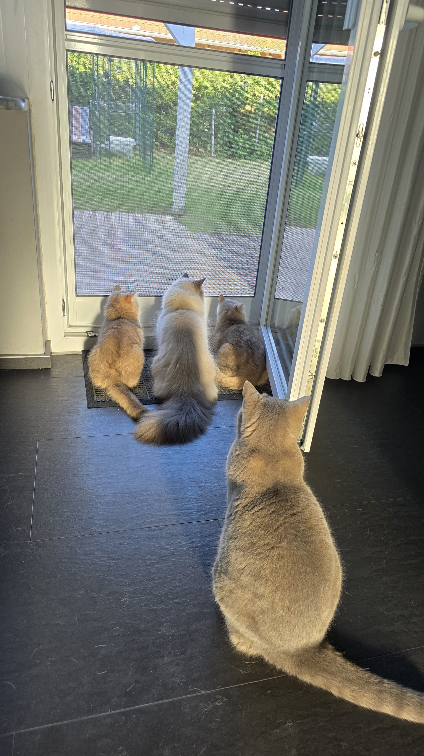 Mehrere Katzen sitzen vor der Terrassentür und schauen nach draußen