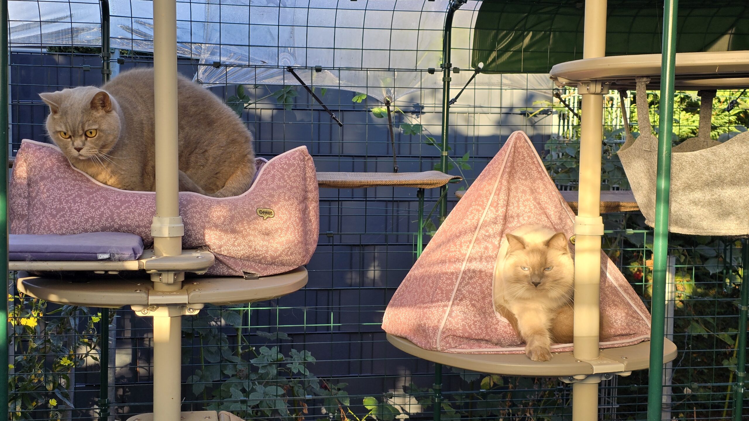 Ben und Blitz ruhen im Katzengehege auf erhöhten Liegeflächen in der Abendsonne