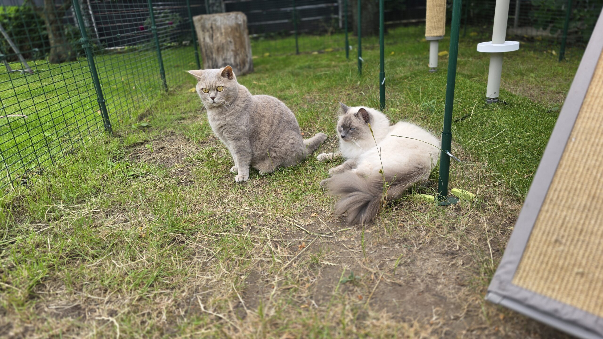 Ben sitzt und Blitz liegt entspannt auf dem Boden im Katzengehege