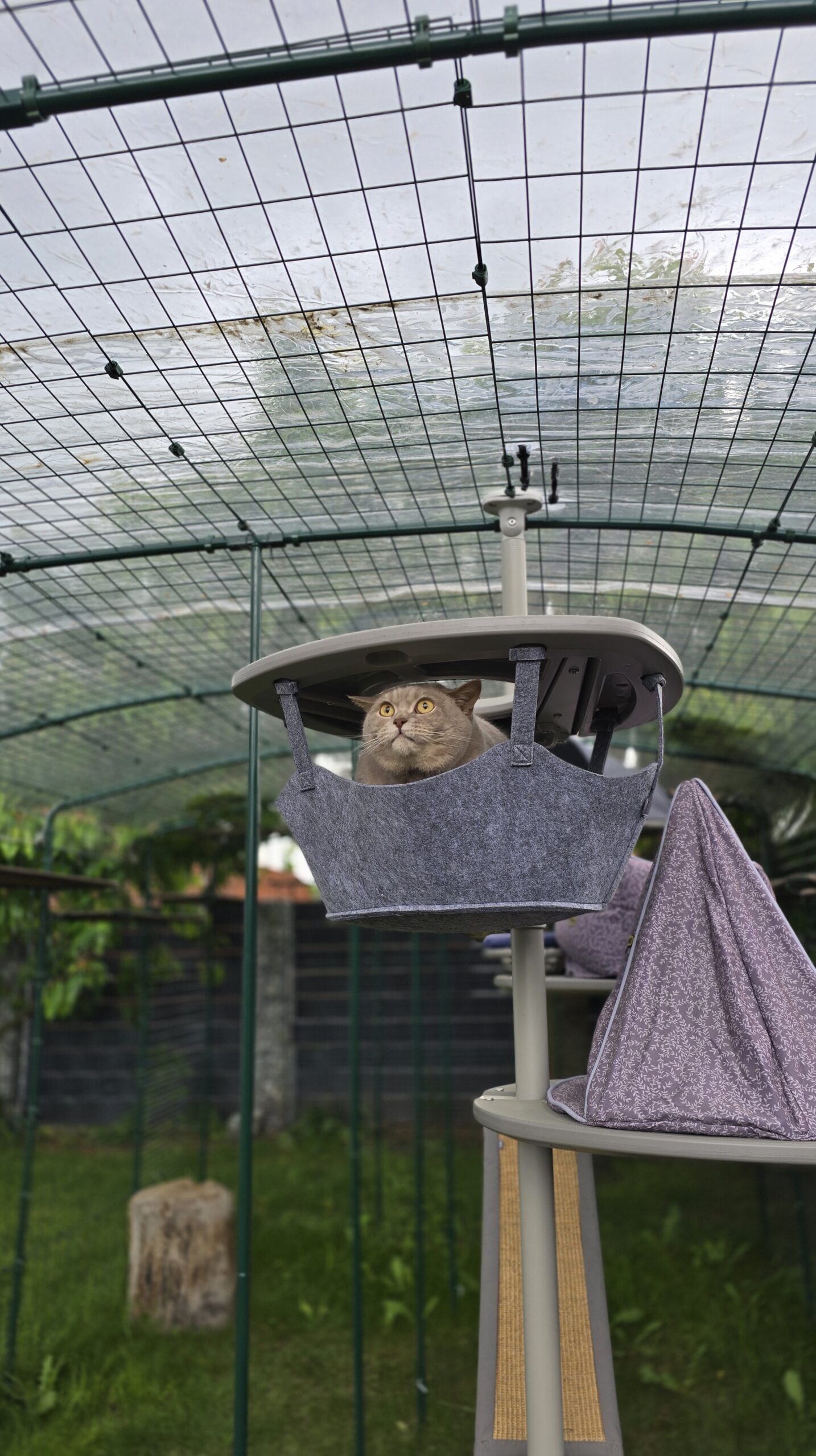 Ben schaut aus einer Hängematte im Katzengehege und wirkt fokussiert