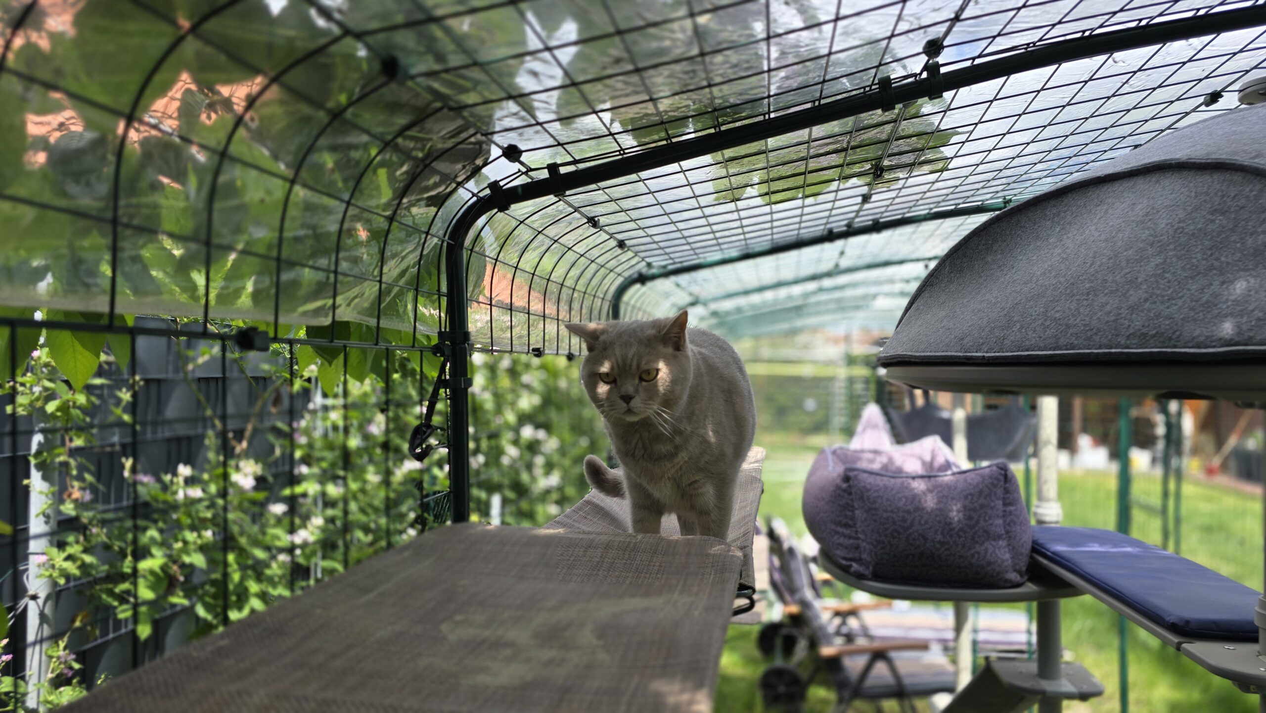 Ben läuft auf einem erhöhten Weg im Katzengehege und schaut aufmerksam nach vorn