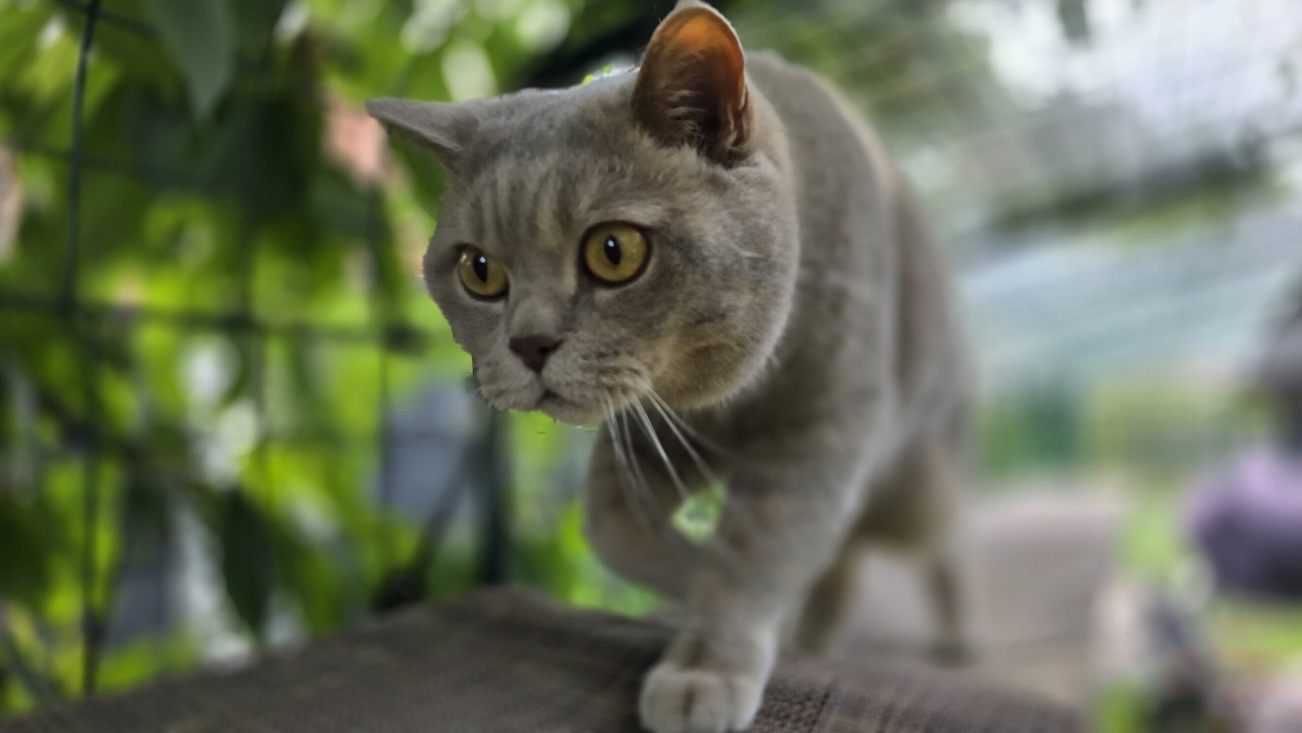 Ben läuft über erhöhte Liegen im Katzengehege und schaut direkt in die Kamera