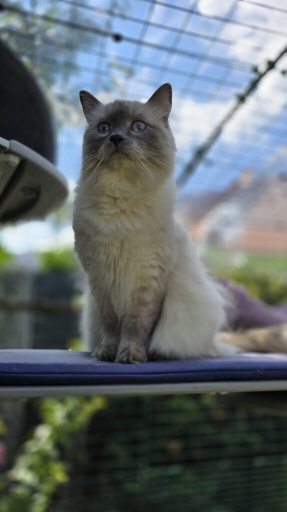 Blitz sitzt im Katzengehege und schaut aufmerksam nach oben durch das Gitter