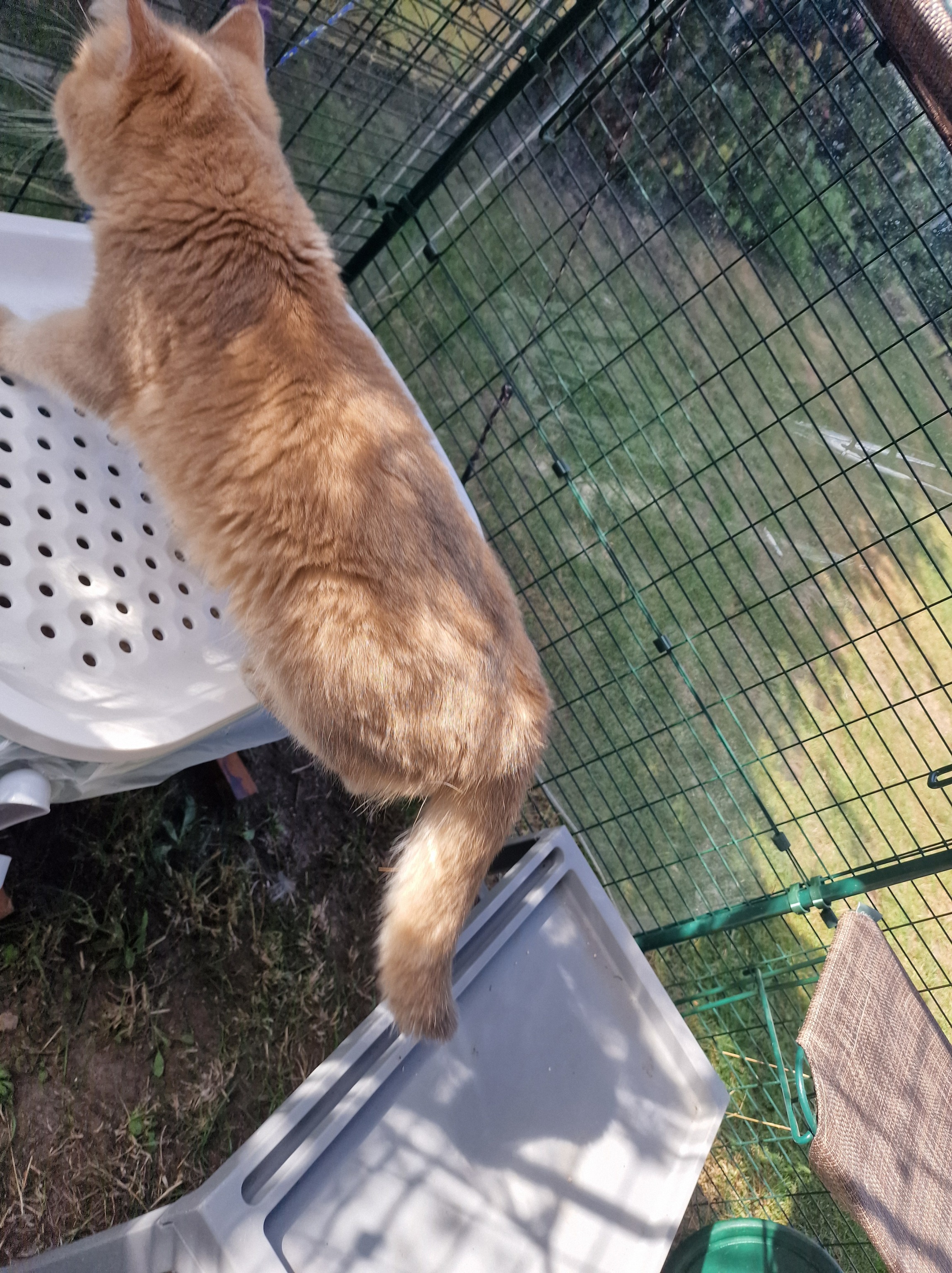 Kater Ernie läuft im Katzengehege zum Katzenklo – Toilettengang im Außengehege.