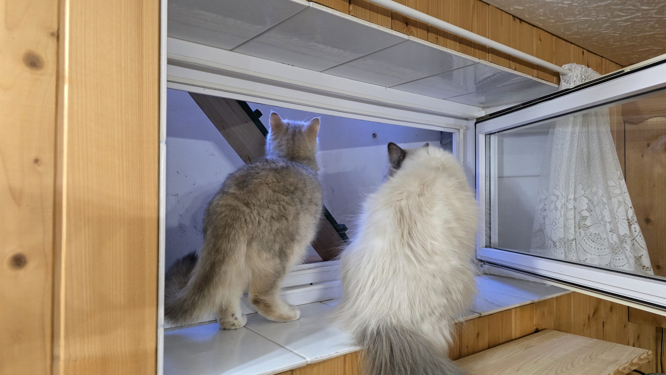 Blitz und Ernie schauen durch das offene Kellerfenster nach draußen und prüfen den Weg Richtung Katzentunnel