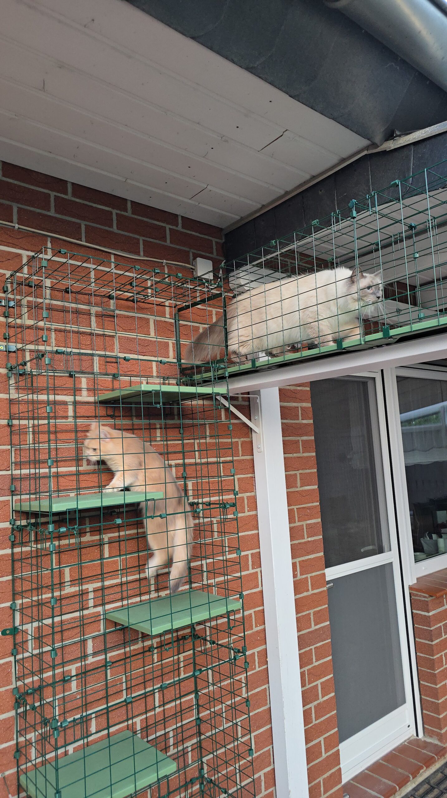Katzenturm mit grünen Plattformen führt stufenweise zum Tunnelübergang ins Katzengehege.