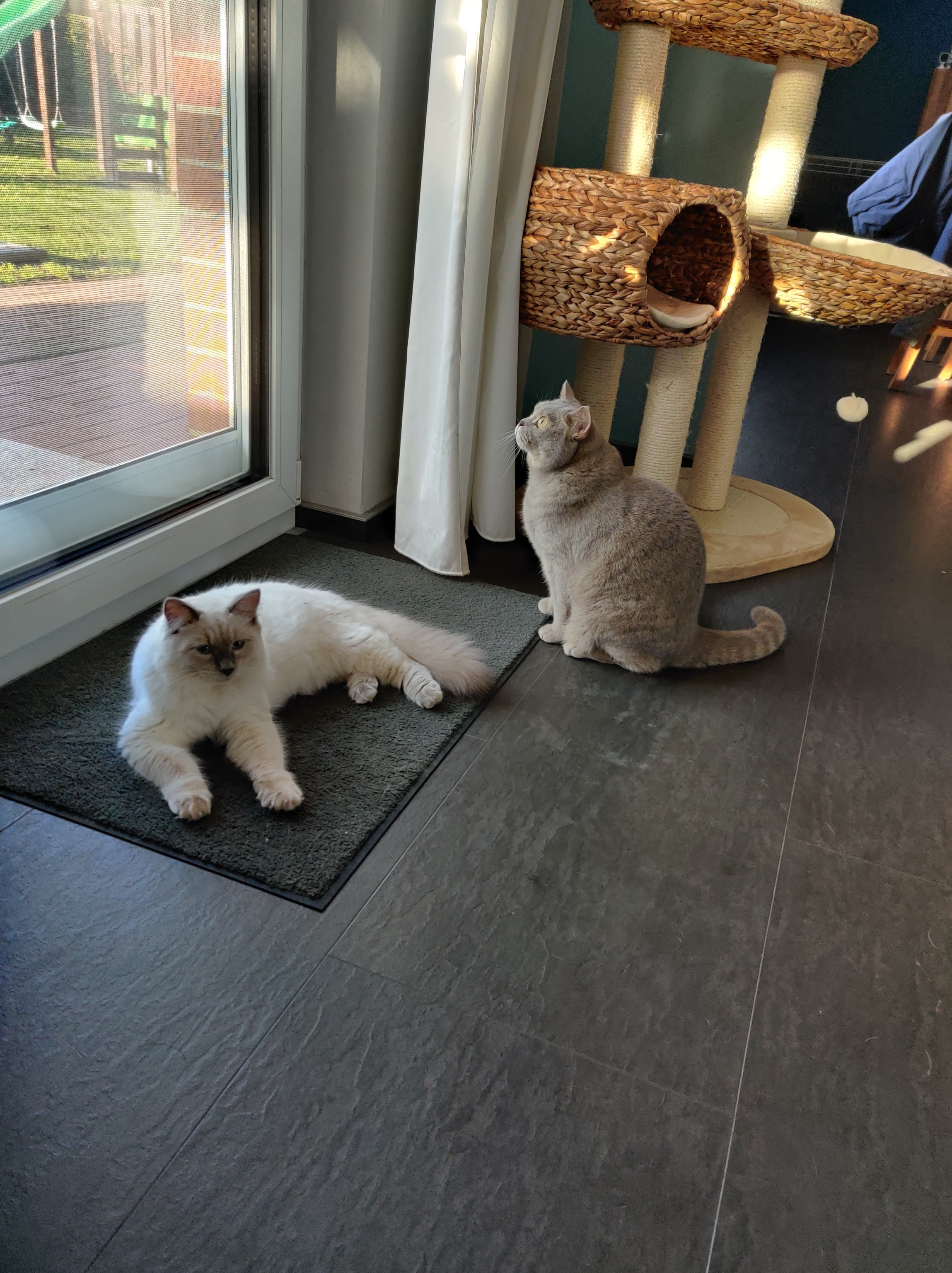 Ragdoll-Kater Blitz liegt am Fenster auf einer Matte, während Kater Ben daneben sitzt und nach oben schaut; beide sind im Wohnzimmer zu sehen.