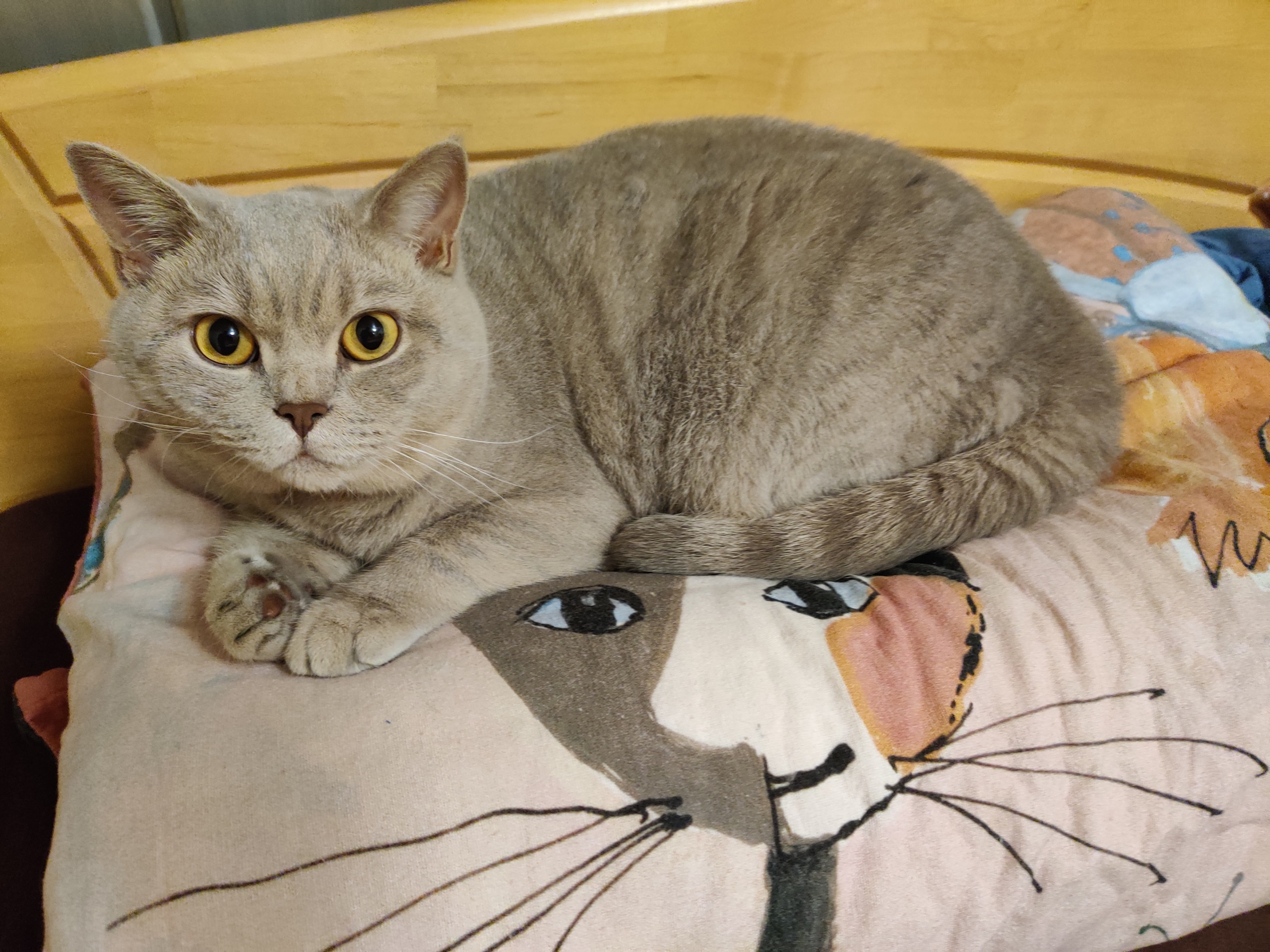 Kater Ben liegt entspannt auf einem Kissen im Bett und schaut mit großen, wachen Augen in die Kamera.