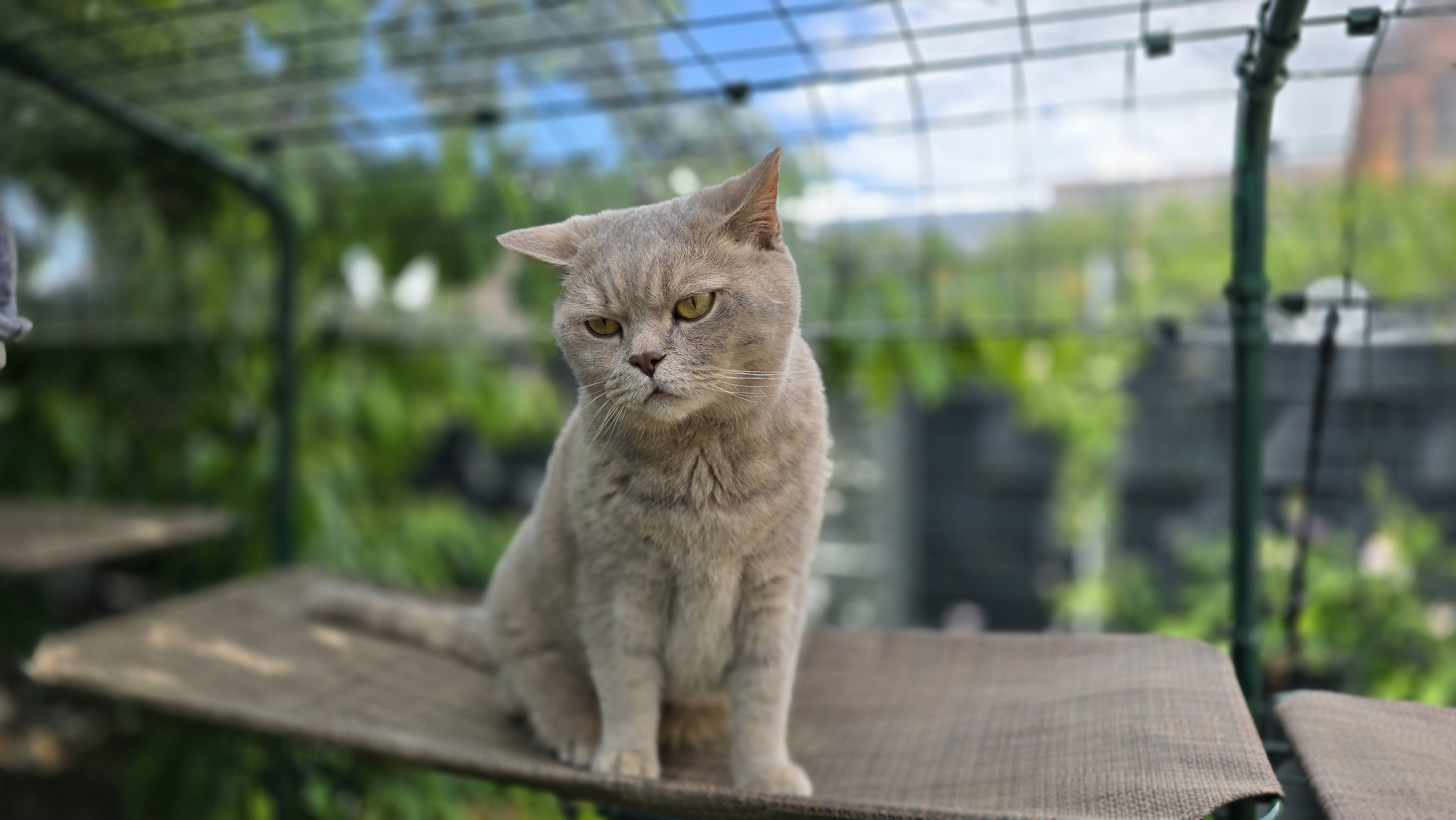 Portrait von Kater Ben auf einer Katzenliege im Katzengehege – ruhiger, ernster Blick vor grünem Hintergrund.