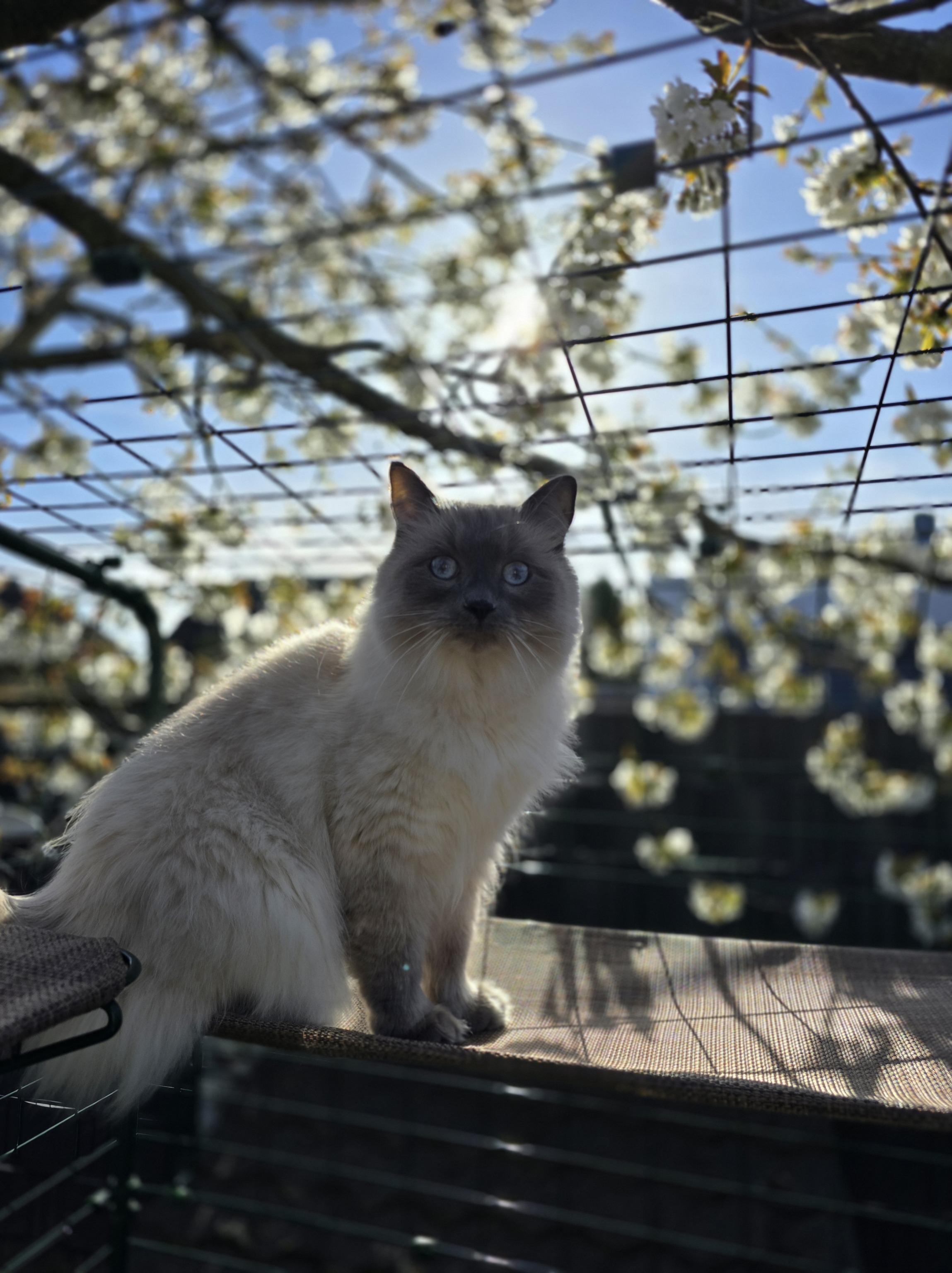 Ragdoll-Kater Blitz sitzt auf einer Katzenliege im Omlet-Katzengehege; im Hintergrund blühen Bäume.