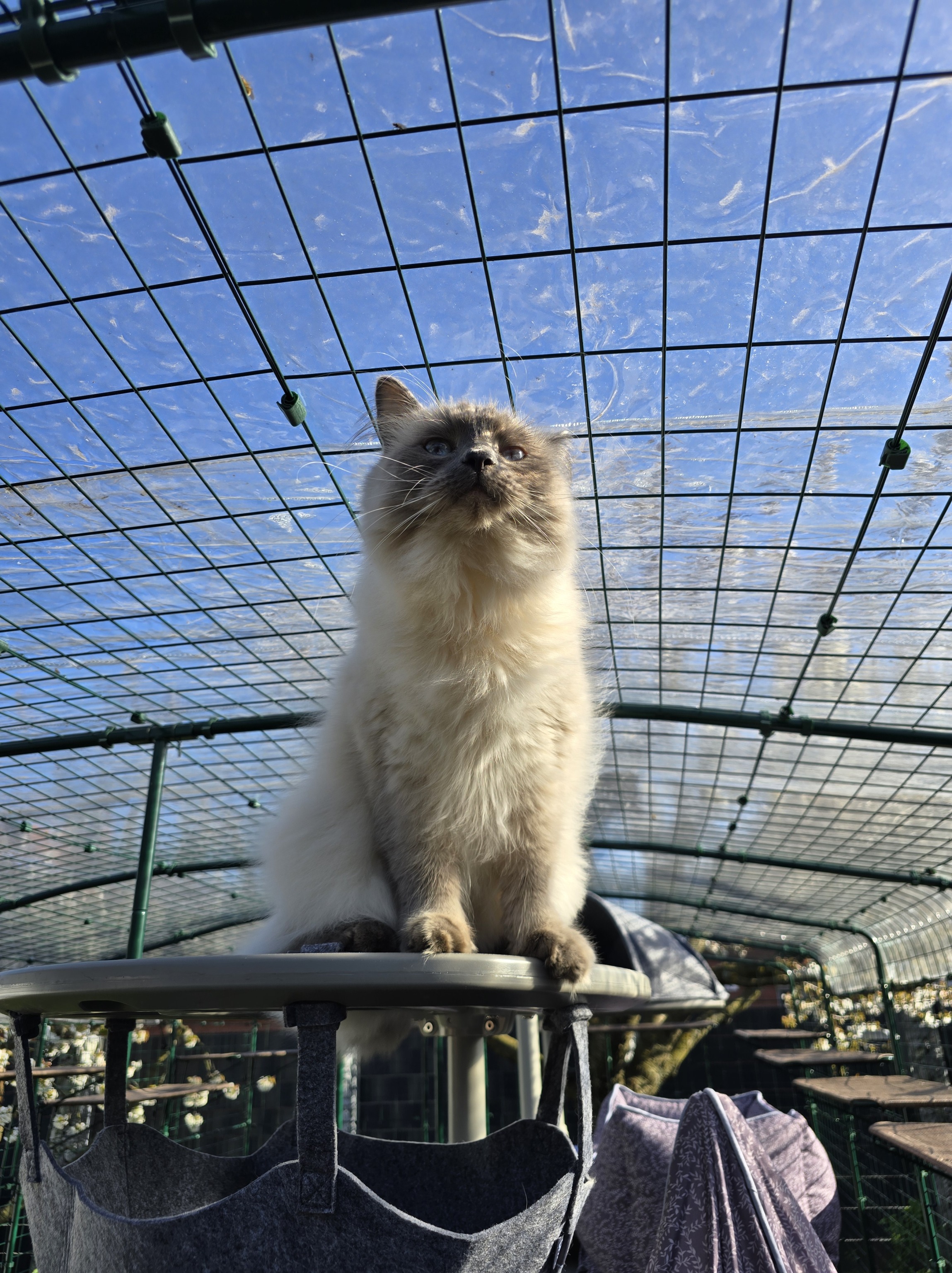 Ragdoll-Kater Blitz sitzt oben im Omlet Catio/Katzengehege und schaut aufmerksam nach oben, als würde er eine Fliege beobachten.
