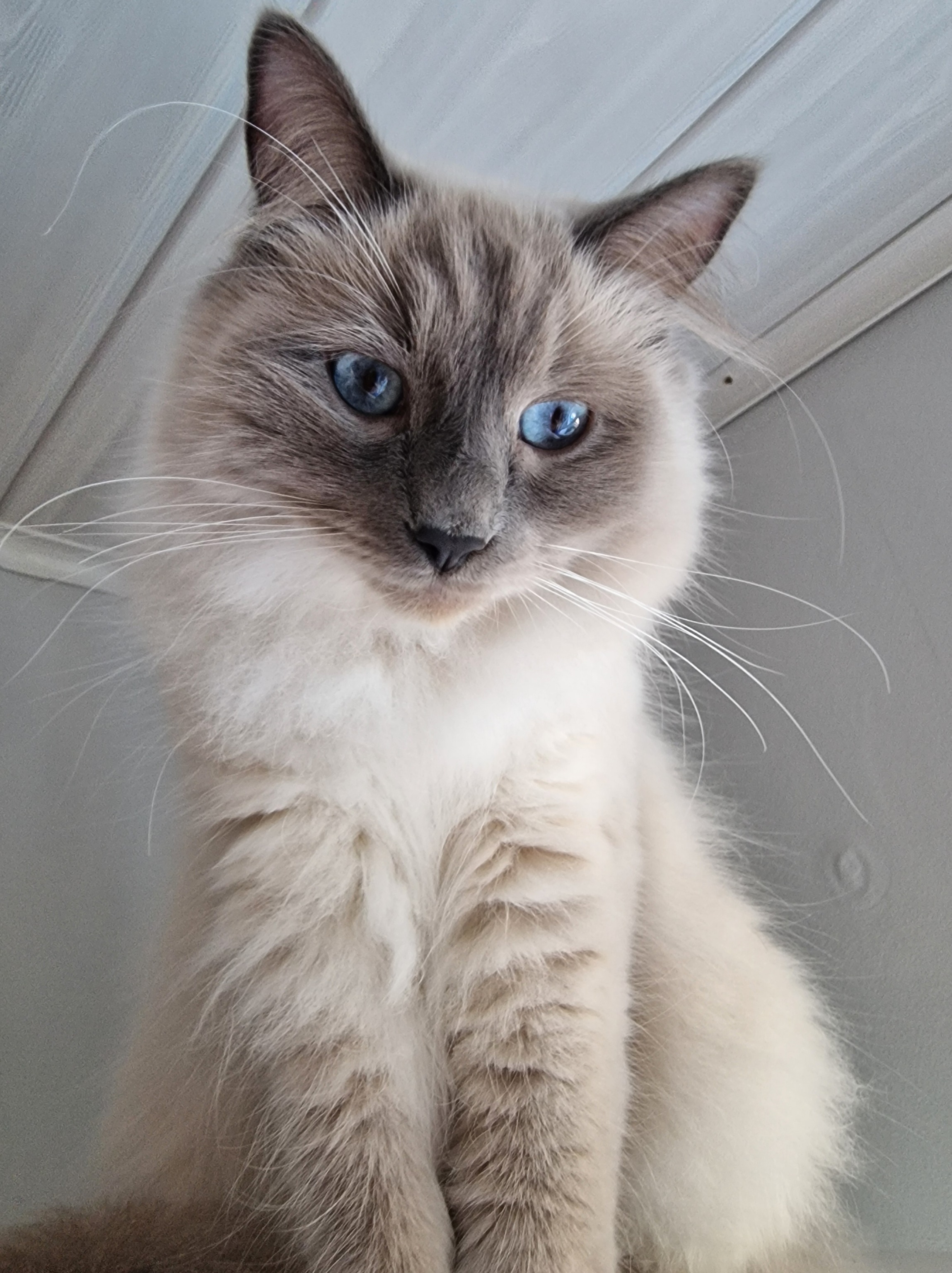 Nahaufnahme von Ragdoll-Kater Blitz mit leuchtend blauen Augen; er schaut ruhig und aufmerksam in die Kamera.