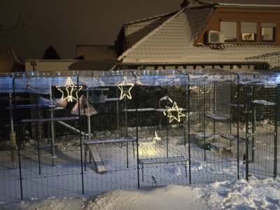 Schon mal gesehen, wie Katzen Schnee „angucken“?