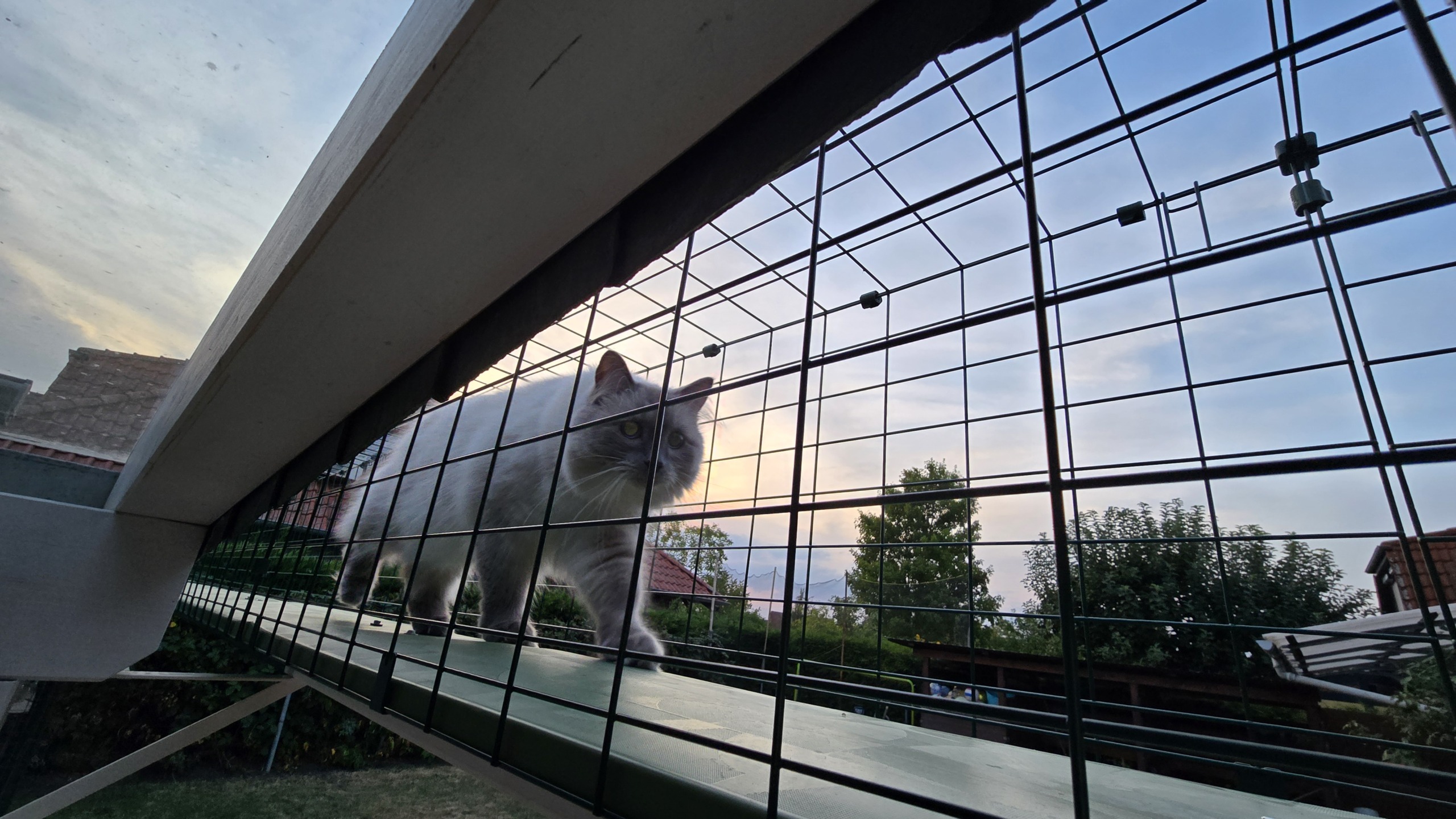 Kater Blitz läuft durch den Omlet Katzentunnel, sicher umgittert und erhöht