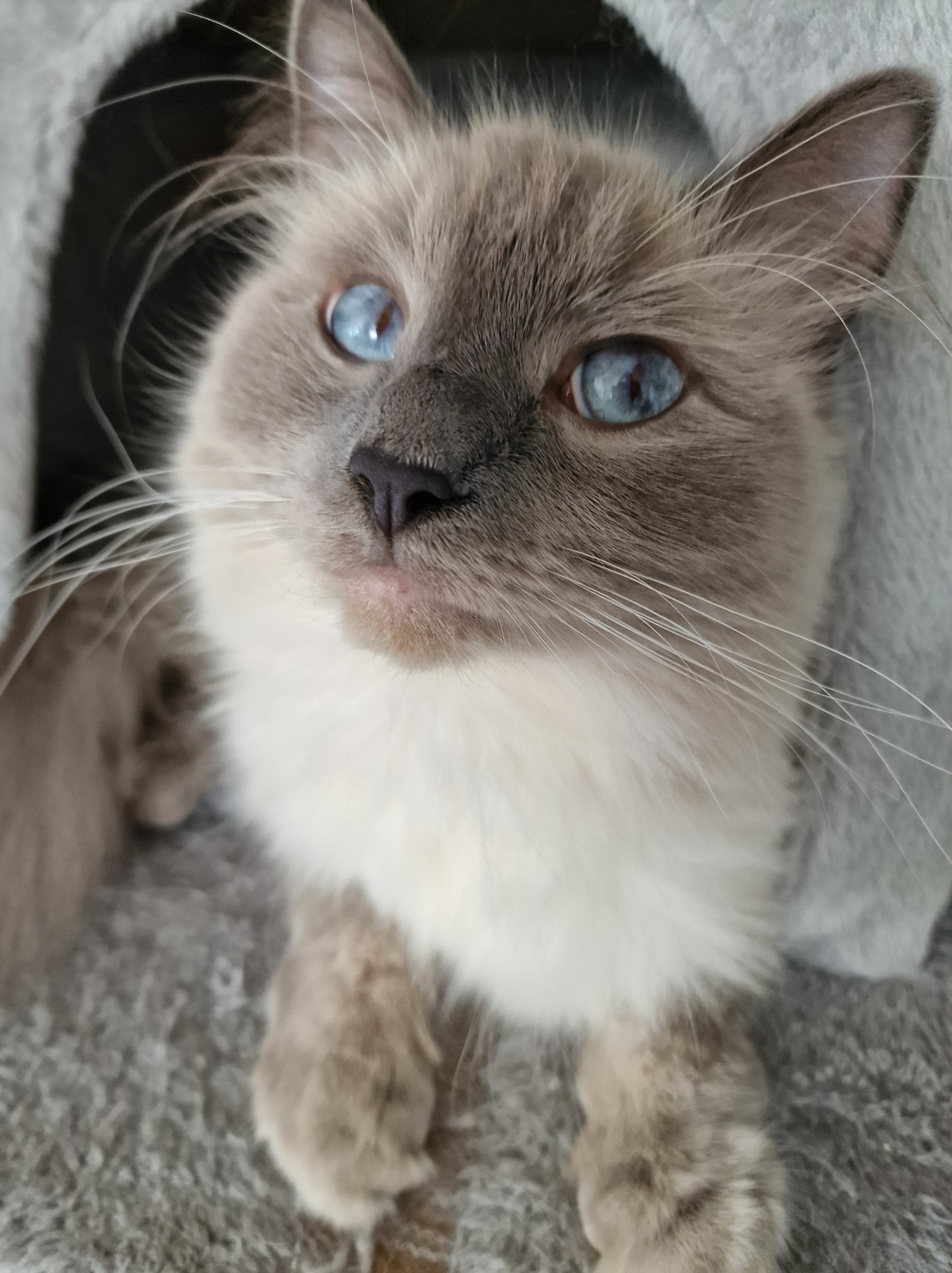 Ragdoll-Kater Blitz schaut mit blauen Augen aus einer Katzenhöhle.