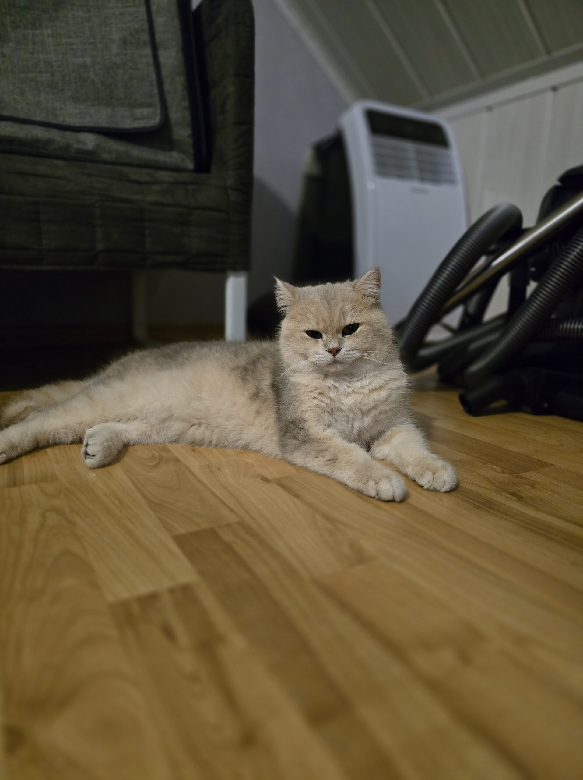 Bert liegt entspannt auf dem Holzboden und schaut vorsichtig in die Kamera