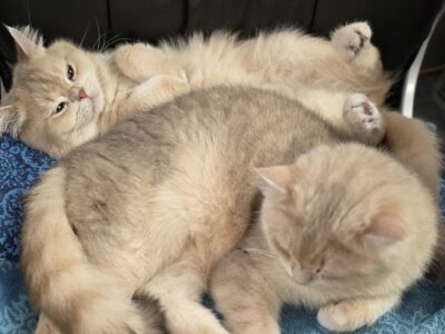 Schüchterne Katzen im Gehege: Ernie & Bert und das Tempo, das Vertrauen heißt