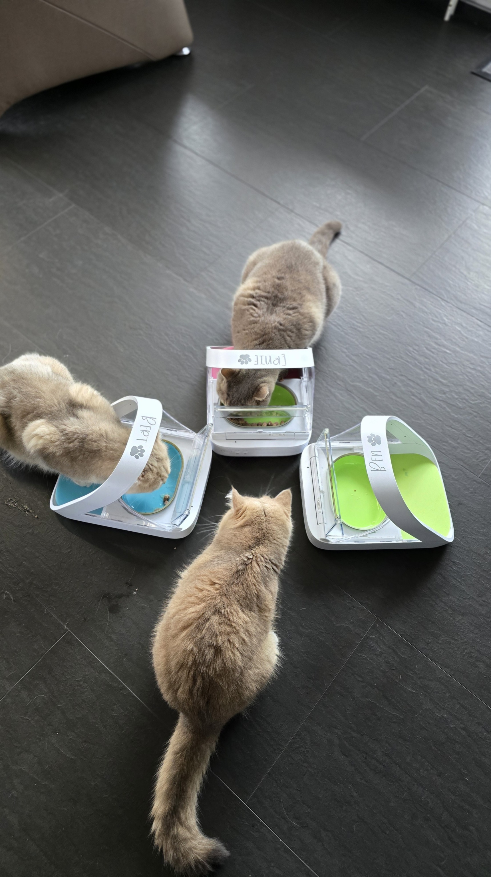 Katzen fressen am SureFeed Mikrochip-Futterautomat im Mehrkatzenhaushalt