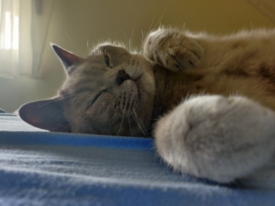 Tierversicherung für Katzen: Warum ich sie nie wieder missen möchte (Ben, Ernie & Bert)