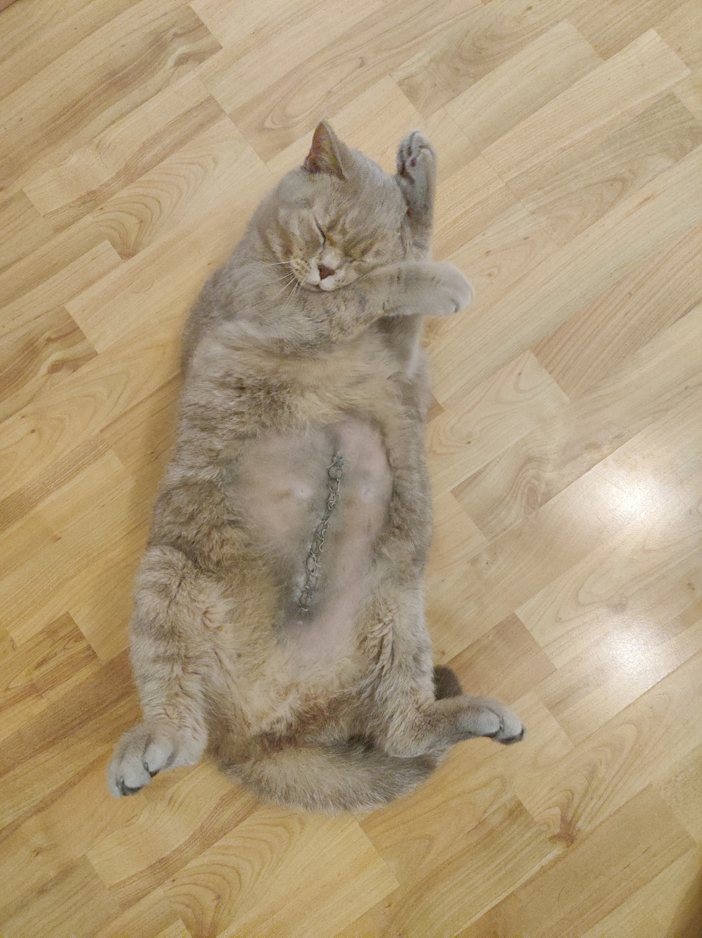 Tierversicherung für Katzen – meine Erfahrung mit Ben