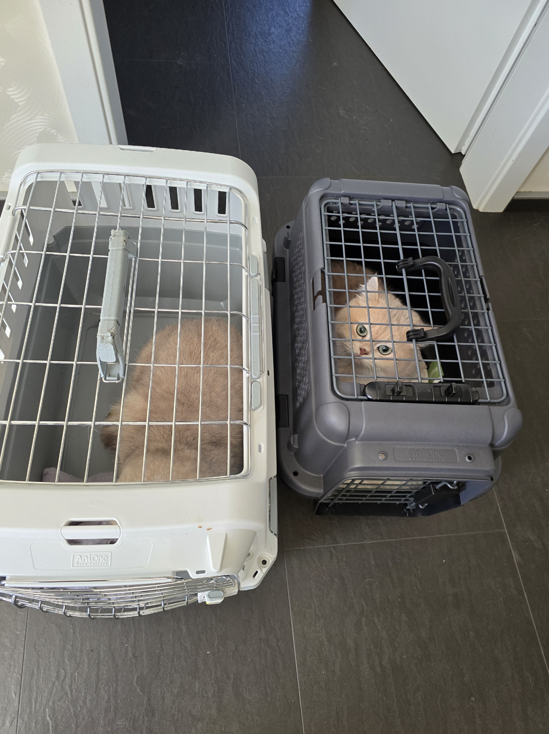 Tierversicherung für Katzen – Ernie und Bert Zahnsanierung