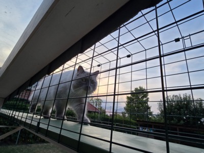 Tunnel vom Haus ins Katzengehege: Was ich heute von Anfang an anders machen würde