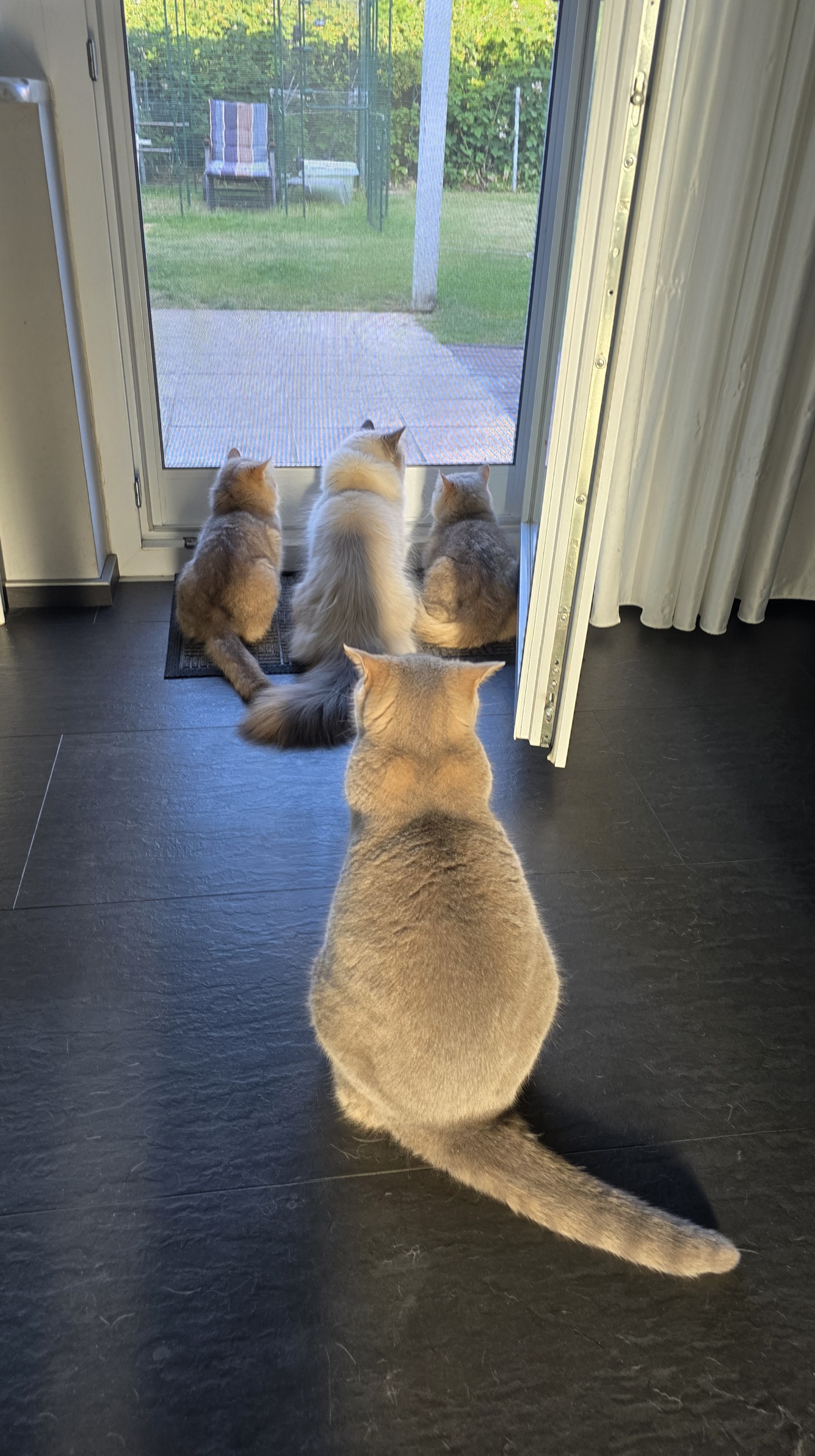 Vier Kater sitzen vor der Terrassentür und schauen nach draußen in den Garten.