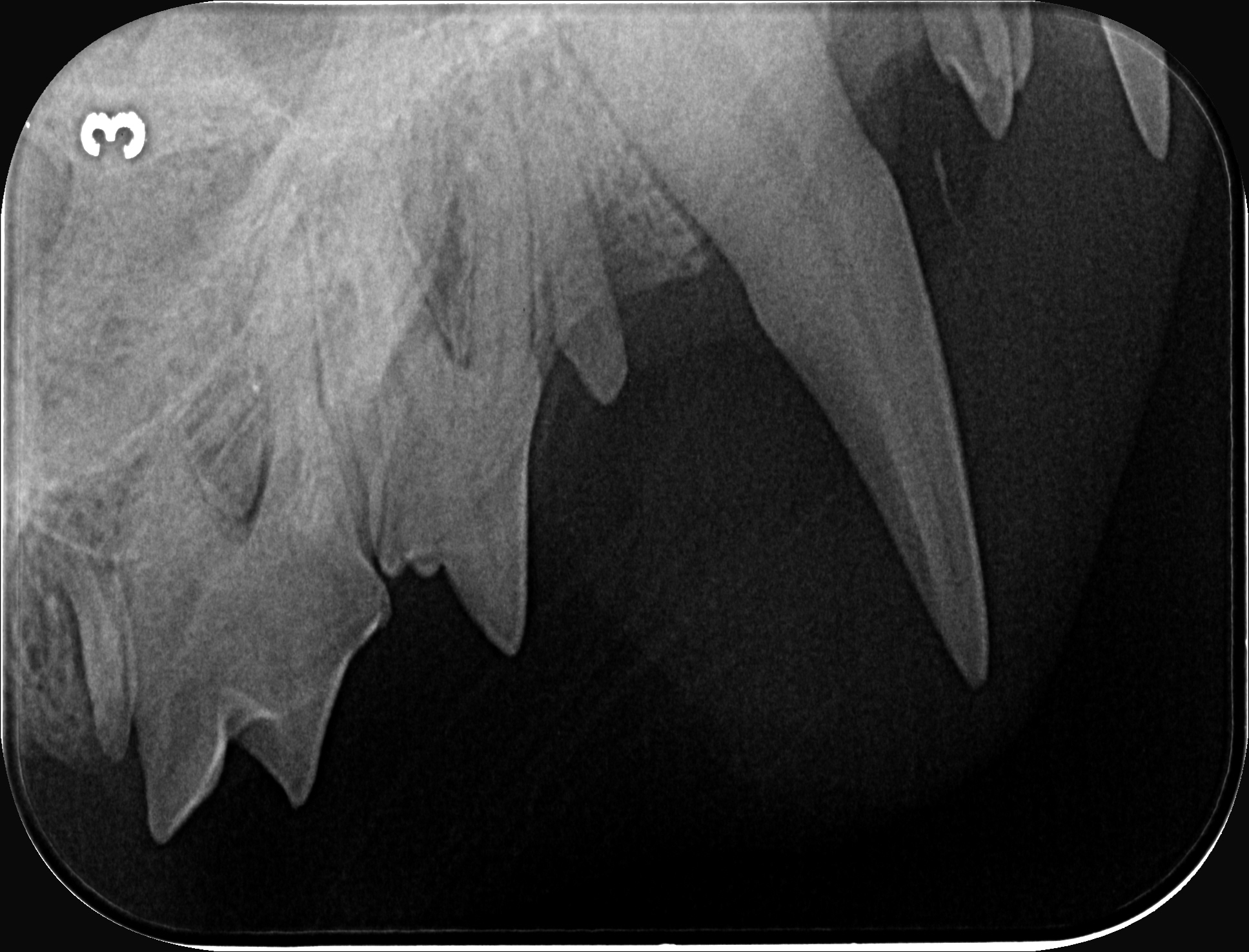 Dentalröntgen von Berts Katzengebiss – Kieferbereich mit Fangzahn und Backenzähnen