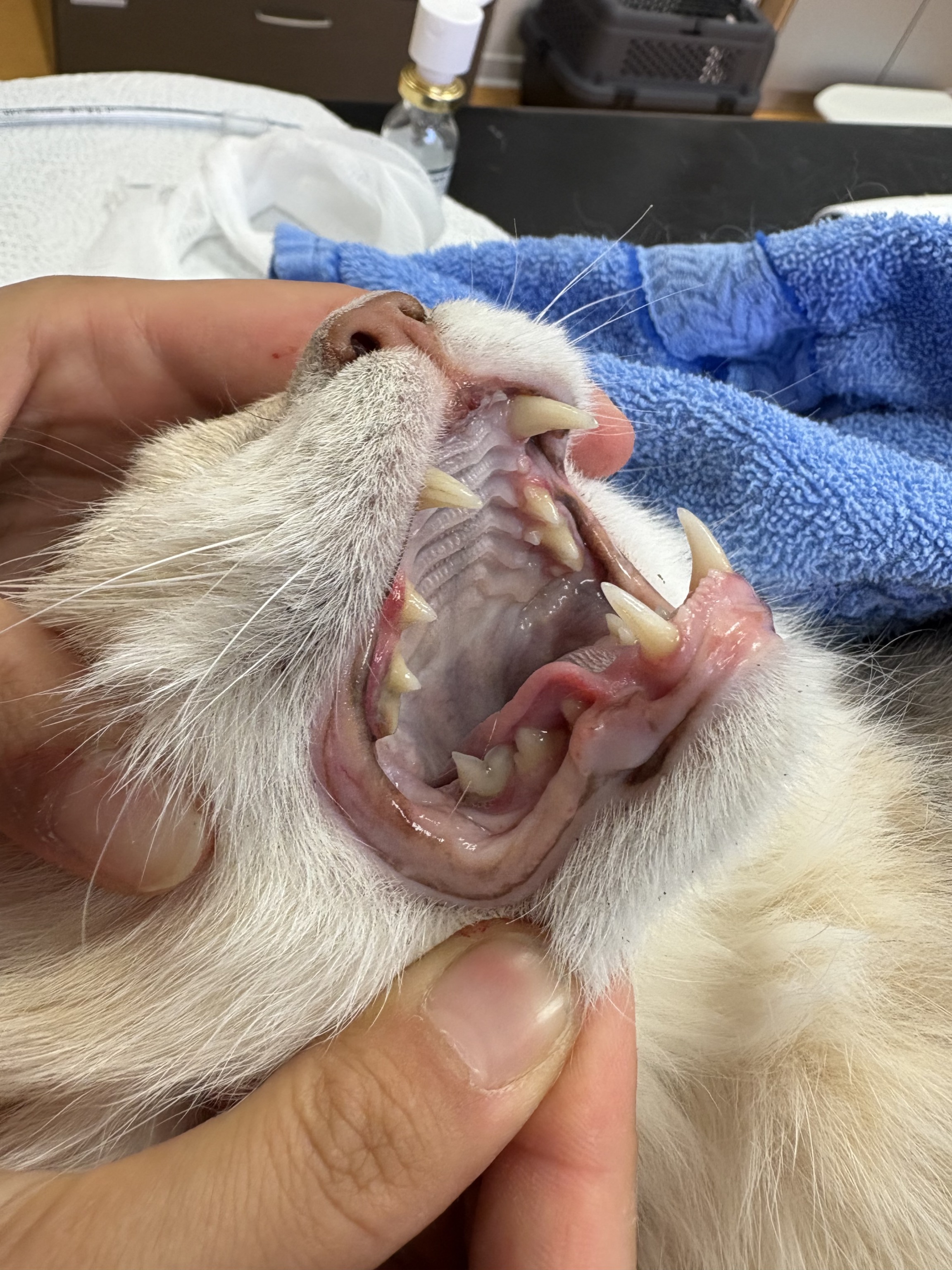 Nahaufnahme von Berts Katzenzähnen vor der Zahnsanierung, mit sichtbaren Belägen am Zahnfleischrand