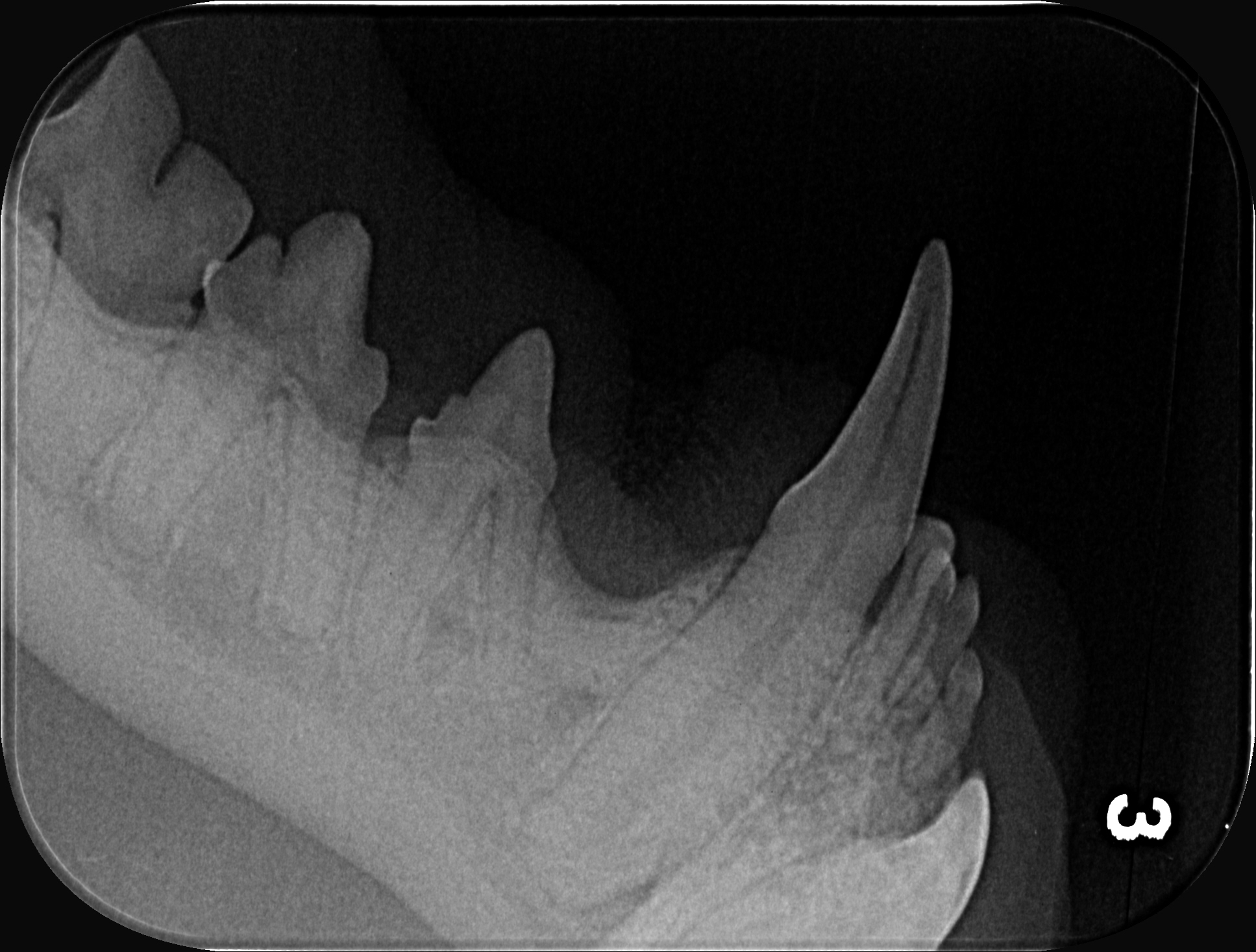 Zahn-Röntgenbild von Ernie – Unterkieferbereich mit Fangzahn und Backenzähnen