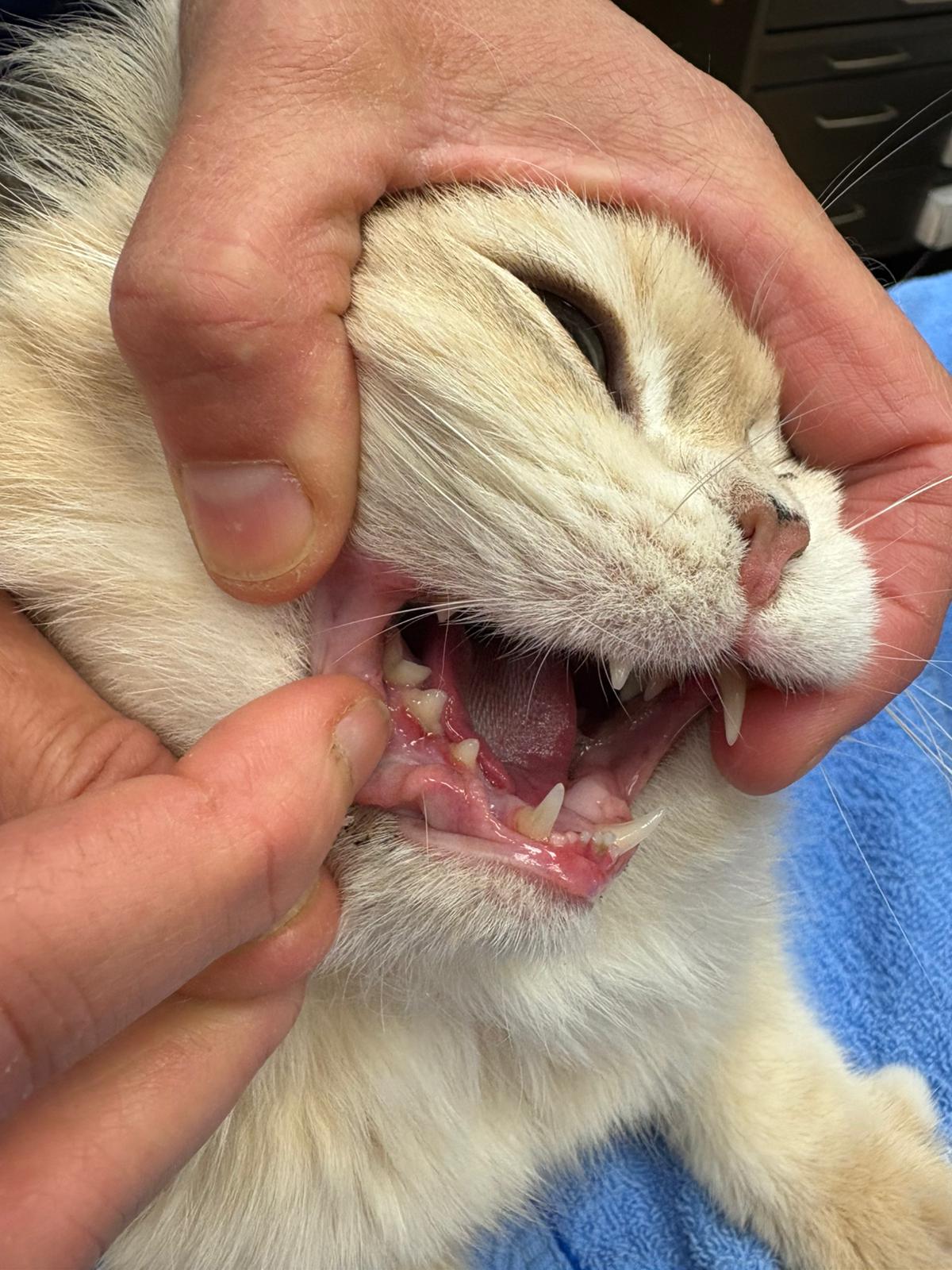 Ernie in Narkose, geöffnetes Mäulchen vor der Zahnsanierung – Zahnbeläge an den Backenzähnen sichtbar