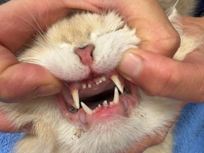 Zahngesundheit bei Katzen: Die Sache mit Ernie, Bert – und diesem Trockenfutter-Mythos