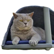 MKG MeinKatzenGehege.de Logo