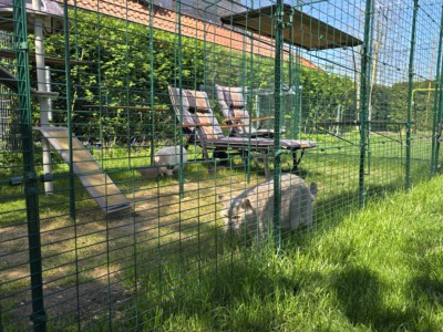 Frühling is loading: Natürliches Floh- Und Zeckenmittel Für Katzen – Meine Erfahrungen