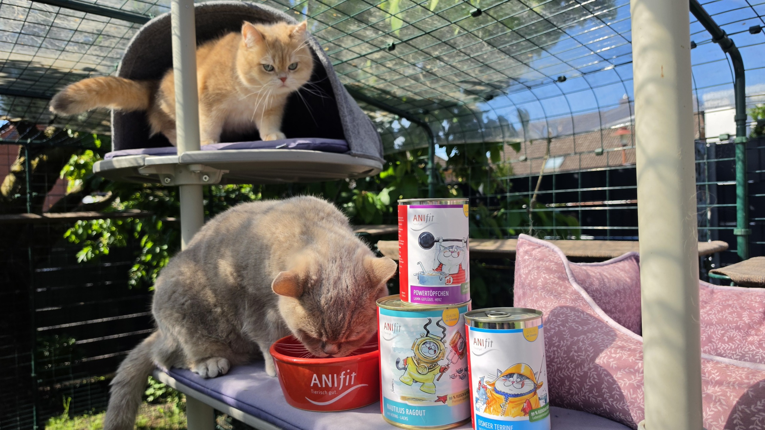 Kater frisst aus rotem ANIfit Napf, daneben stehen ANIfit Nassfutter-Dosen im Katzengehege