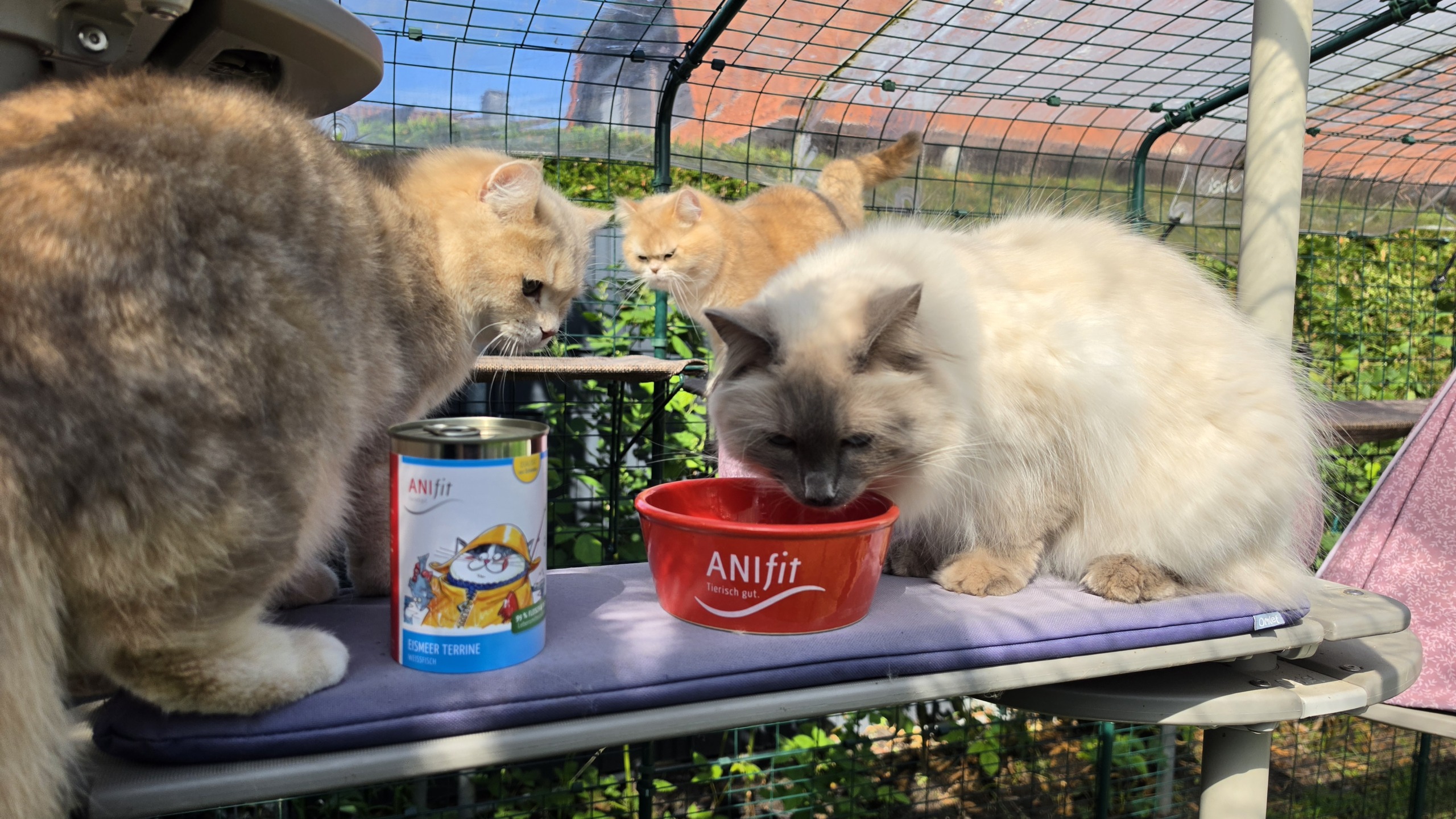 Mehrere Katzen im Katzengehege rund um den ANIfit Napf, eine Katze frisst Nassfutter