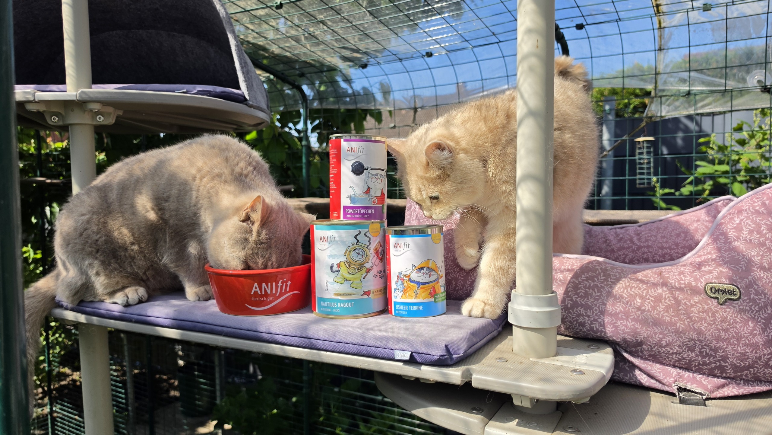 Zwei Kater im Katzengehege: einer frisst aus dem ANIfit Napf, daneben stehen ANIfit Dosen